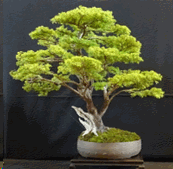 img8.gif